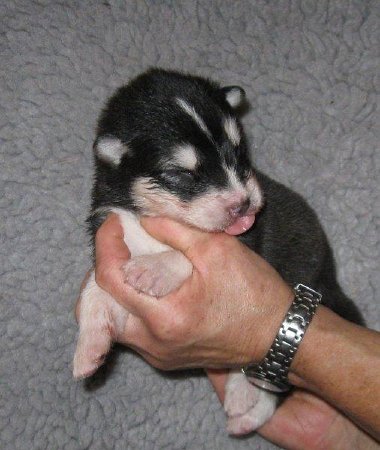 A-Wurf 2. Woche 018 (2)